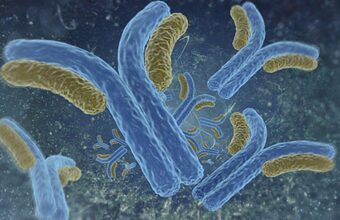 Антитела - крошечные Y-образные белки, которые могут присоединяться к бактериям и вирусам